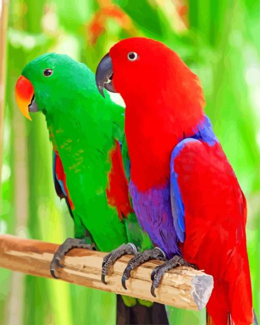 Eclectus Parrots Birds paint by numbers