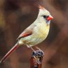 Female Cardinal Bird paint by numbers