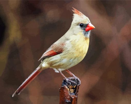 Female Cardinal Bird paint by numbers