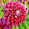 Aesthetic Dahlia Flower paint by numbers