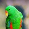 Green Eclectus Parrots paint by numbers