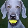 Weimaraner Dog With Tennis Ball paint by numbers