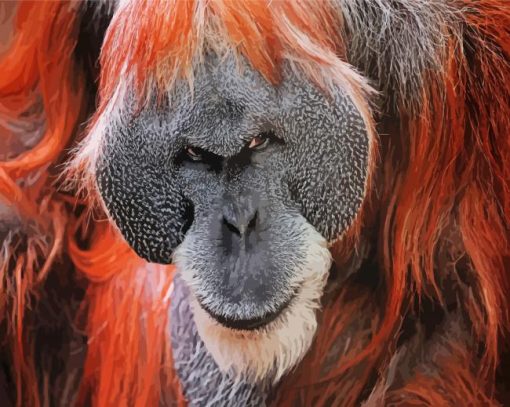 Aesthetic Orangutan paint by numbers