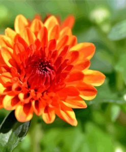 Orange Chrysanthemum paint by numbers