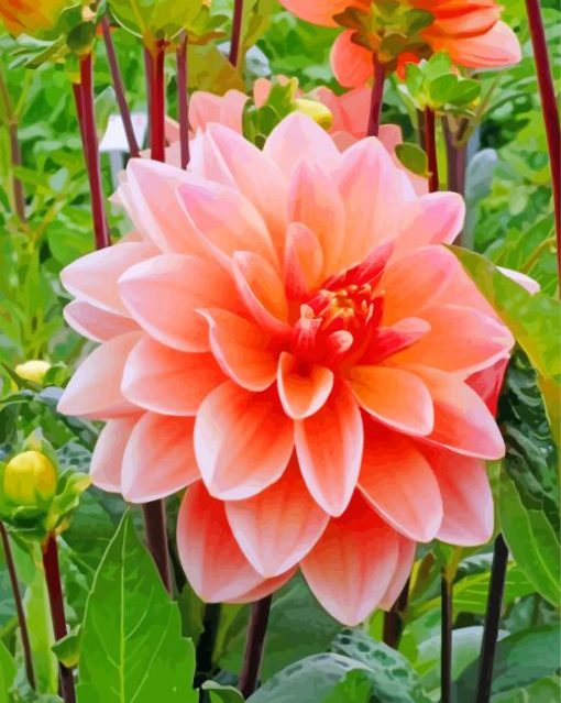 Peachy Dahlia Flower paint by numbers