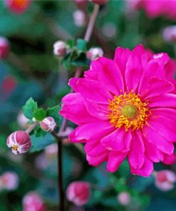 Pink Anemone Flower paint by numbers