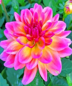 Beautiful Dahlia paint by numbers