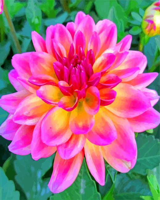 Beautiful Dahlia paint by numbers