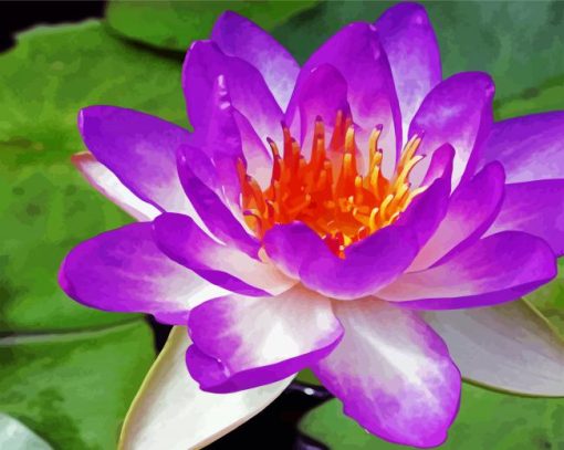 Purple Waterlily paint by numbers