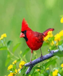 Red Cardinal Bird paint by numbers