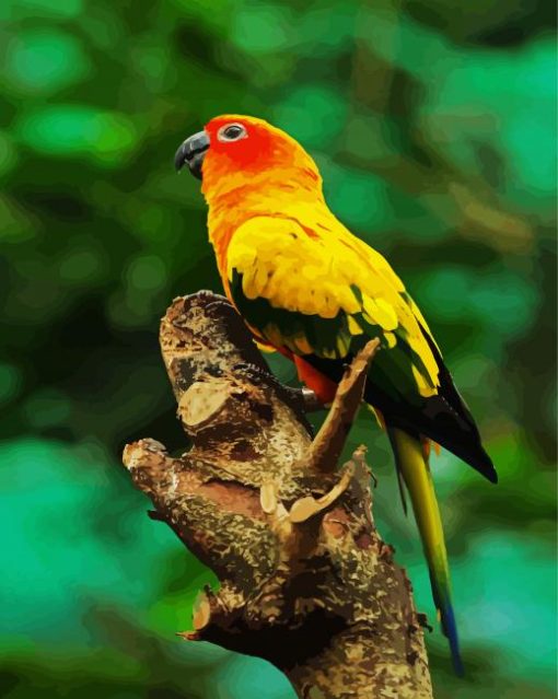 Sun Conure Bird paint by numbers