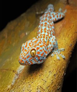 Tokay Gecko Reptile paint by numbers