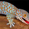 Aesthetic Tokay Gecko paint by numbers