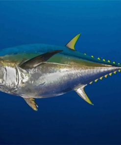 Tuna Fish Underwater paint by numbers