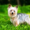 White Yorkie On Grass paint by numbers