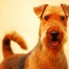 Cute Airedale Terrier Dog paint byb numbers