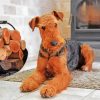 Nice Airedale Terrier Dog paint by numbers