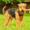 Airedale Terrier Dog Animal paint by numbers