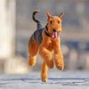 Airedale Terrier Running paint by numbers