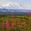Denali Mountain paint by numbers