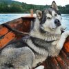 Alaskan Malamute Dog paint by numbers
