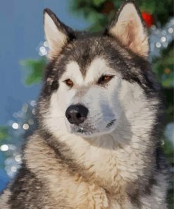 Adorable Alaskan Malamute paint by numbers