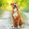 American Staffordshire Terrier Dog paint by numbers