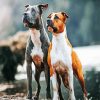 American Staffordshire Dogs paint by numbers