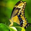 Anise Swallowtail Butterfly paint by numbers