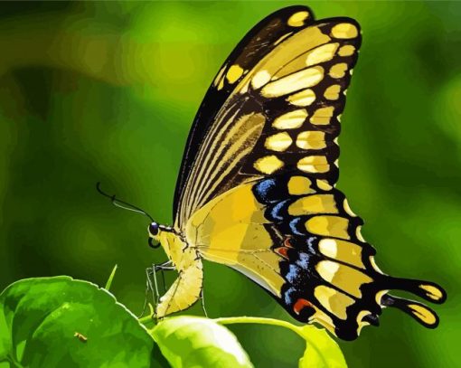 Anise Swallowtail Butterfly paint by numbers