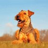 Beautiful Airedale Terrier paint by numbers