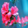 Beautiful Azaleas Flowers paint by numbers