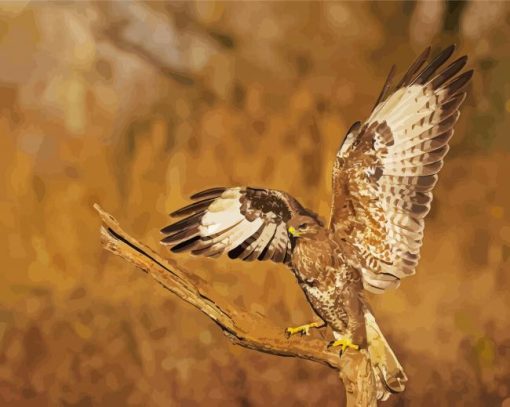 The Common buzzard Bird paint by numbers