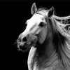 Black And White Andalusian Horse paint by numbers