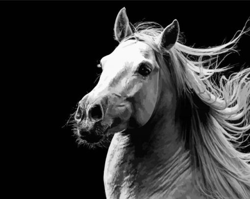Black And White Andalusian Horse paint by numbers