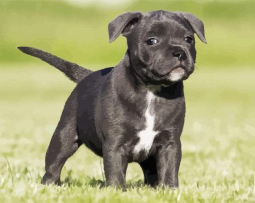 Black Staffordshire Bull Terrier Puppy paint by numbers