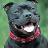 Cute Staffordshire Bull Terrier Smiling paint by numbers