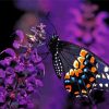 Black Swallowtail Butterfly paint by numbers