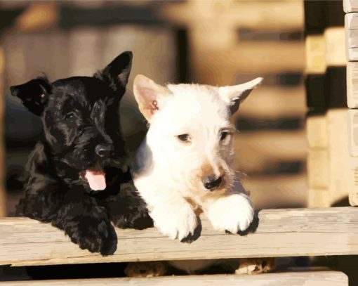 Black And White Scottish Terrier paint by numbers