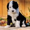 Black And White Sheepadoodle Puppy paint by numbers