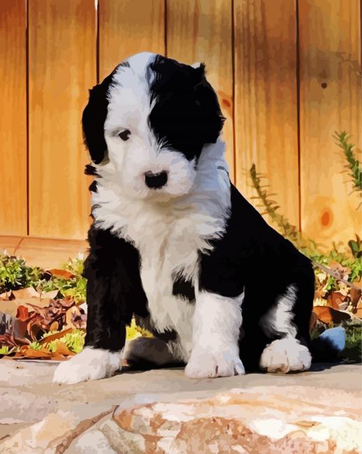 Bernedoodle and Sheepadoodle Puppies in Tennessee by Ocoee River Doodles