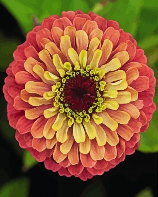 Blooming Zinnia paint by numbers