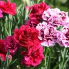Blooming Carnations Flowers paint by numbers