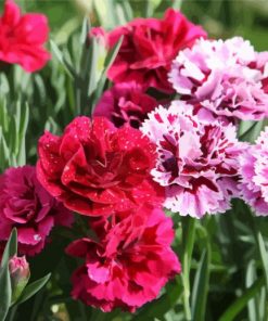 Blooming Carnations Flowers paint by numbers