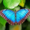 Aesthetic Blue Morpho Butterfly paint by numbers