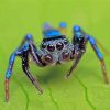 Blue Spider Insect paint by numbers