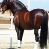 Brown Andalusian Horse paint by numbers