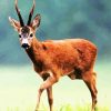 Brown Chamois paint by numbers