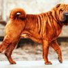 Brown Shar Pei Dog paint by numbers