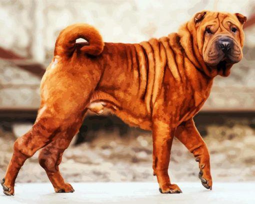 Brown Shar Pei Dog paint by numbers